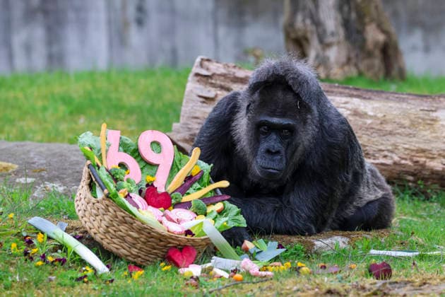 Fatou, Gorilla Dame feiert 69. Geburtstag am 13.04.26 im Berliner Zoo. Sie gilt damit laut Zoo als ältester Gorilla weltweit. Fatou, Gorilla Dame feiert 69. Geburtstag am 13.04.26 im Berliner Zoo *** Fatou, gorilla lady celebrates 69th birthday on 13 04 26 at Berlin Zoo According to the zoo, she is the oldest gorilla in the world Fatou, gorilla lady celebrates 69th birthday on 13 04 26 at Berlin Zoo
