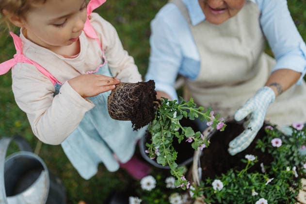 High angle view of grandmother with small granddaughter gardening during spring season. High angle view of grandmother with small granddaughter gardening during spring season. Planting flowers. model released