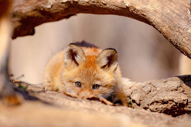 RUSSIA, VLADIVOSTOK - APRIL 13, 2026: A red fox cub is spotted in a suburb of Vladivostok on Russky Island off Russia s Pacific coast. The fox population on Russky Island has begun to recover after widespread poaching in the 1990s. Litters typically consist of 5-6 cubs. Yuri Smityuk TASS  91233294