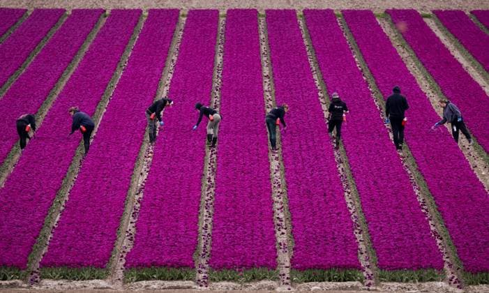 DRONTEN - Workers at work in a blooming bulb field. The Dutch flower fields attract hordes of tourists and day-trippers in the spring. ROBIN VAN LONKHUIJSEN ANP netherlands out - belgium out  Copyright: xx x555715807x originalFilename: 555715807.jpg
