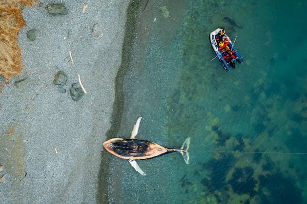 RUSSIA, NAKHODKA - APRIL 14, 2026: A humpback whale washed ashore at a wild beach in the Musatov Bay is towed away to sea. Yuri Smityuk TASS  91252645