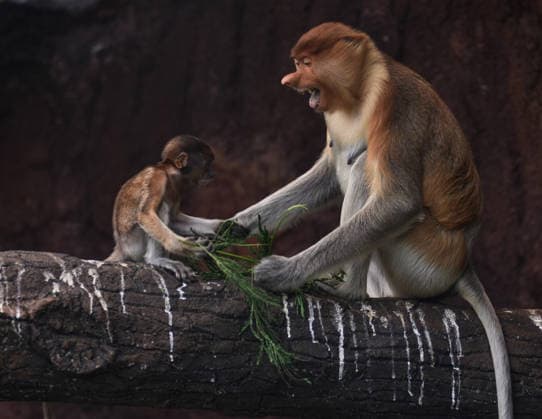 April 14, 2026, Batu City, East Java, Indonesia: A 3.5-month-old proboscis monkey baby eat with mother in the Batu Secret Zoo enclosure, Batu city, East Java, Indonesia, on April 14, 2026 Batu City Indonesia - ZUMAr335 20260414_zip_r335_001 Copyright: xAmanxRochmanx