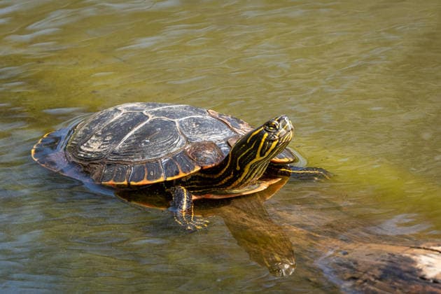 Painted Turtle Basking on a Log in Shallow Pond With Yellow Stri Custer, South Dakota, United States R_NCJL2604105C-1992968-01
