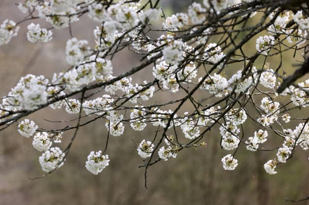 Fruehlingswetter (Frühlingswetter) im Siegerland. Ein Baum mit weissen (weißen) Blueten (Blüten) am Nachmittag. Fruehling (Frühling) im Siegerland am 15.04.2026 in Freudenberg Deutschland. *** Spring weather Spring weather in Siegerland A tree with white blossoms in the afternoon Spring spring in Siegerland on 15 04 2026 in Freudenberg Germany