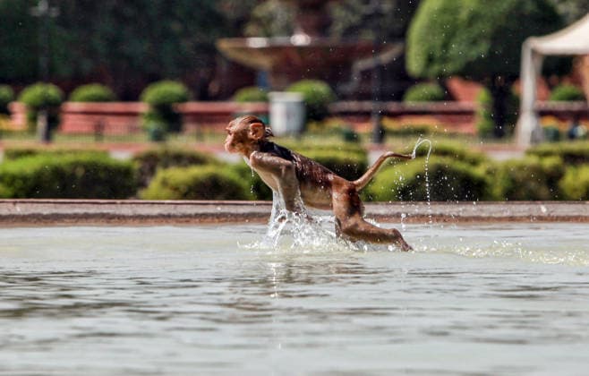 A monkey plays in water to beat the scorching summer heat New Delhi, Apr 15 (ANI): A monkey plays in water to beat the scorching summer heat, in New Delhi on Wednesday. NEW DELHI Delhi India Copyright: xANIx ANI_20260415352