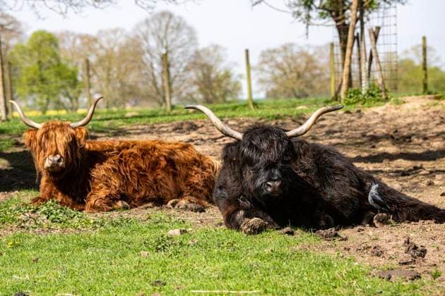 Besuch auf dem Spargelhof mit Gastro bei Hochwald Spargel in Uedem ** NUR FÜR REDAKTIONELLE ZWECKE ** EDITORIAL USE ONLY **<p>Gallowayrinder liegen am 15.4.2026 bei Hochwald Spargel in Uedem. Die Spargelsaison hat kürzlich begonnen. Foto : Arnulf Stoffel Funke Foto Services < p> Buntes Deutschland NRW Uedem Copyright: ArnulfxStoffel *** Visit to the asparagus farm with gastronomy at Hochwald Spargel in Uedem FOR EDITORIAL PURPOSES ONLY EDITORIAL USE ONLY p Galloway cattle lie on 15 4 2026 at Hochwald Spargel in Uedem The asparagus season has recently begun Photo Arnulf Stoffel Funke Foto Services p Colorful Germany NRW Uedem Copyright ArnulfxStoffel Copyright: ArnulfxStoffel doc85fi2cl5is7whljpl63 ,EDITORIAL USE ONLY
