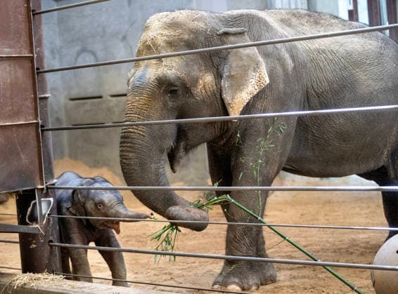 Two-month-old Asian baby elephant Linh Mai makes her public debut at the National Zoo in Washington, DC on Wednesday, April 15, 2026. The staff at the zoo have bottle-raised her since birth after her mother Nhi Linh rejected her. Another female elephant, Swarna, has stepped into the role of caring for Linh Mai.  WAS20260415107 PATxBENIC