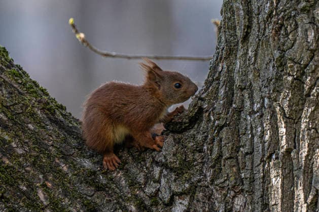 Ein junges Eichhörnchen (Sciurus vulgaris) auf einem Baum auf einem Hof in der Kraetkestraße in Berlin-Friedrichsfelde. *** A young squirrel Sciurus vulgaris on a tree in a yard in Kraetkestraße in Berlin Friedrichsfelde