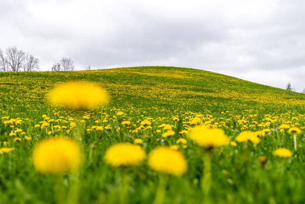 Blühender Löwenzahn Löwenzahn blüht auf einer Wiese bei bedecktem Himmel., Lindenberg im Allgäu Bayern Deutschland *** Flowering dandelion Dandelion blooming on a meadow under cloudy sky , Lindenberg im Allgäu Bavaria Germany