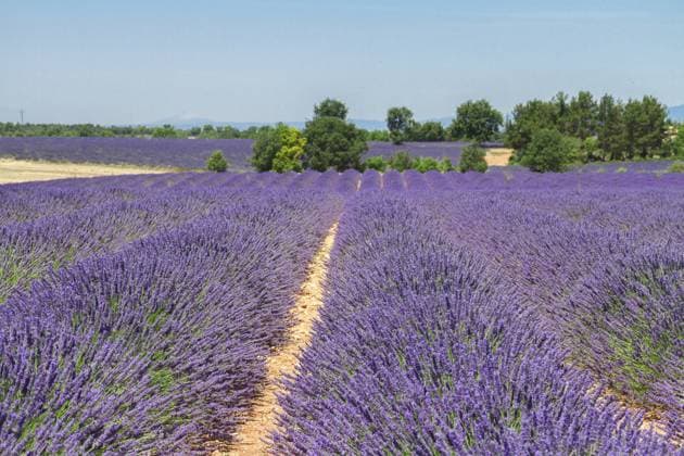 Reihen von Lavendelfeldern unter sommerblauem Himmel, Frankreich Rows of lavender field under summer blue sky, France Copyright: imageBROKER Neirfy ibxiqx17023670.jpg