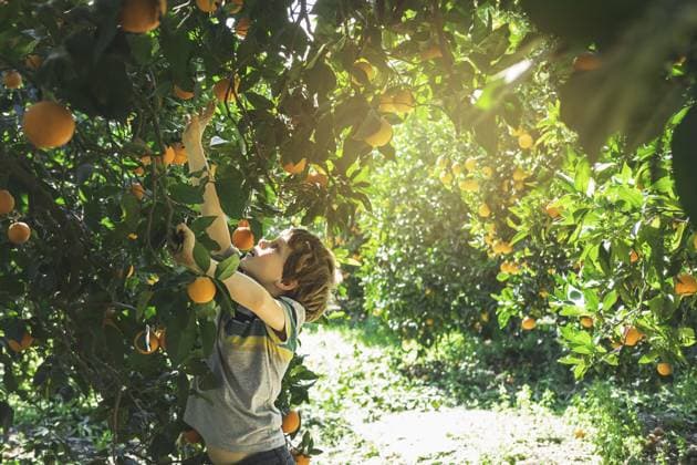 Der Junge greift nach einem Ast mit leuchtenden Orangen. Ein glückliches Kind pflückt Orangen im Garten. Köstliche und reife Zitrusfrüchte zur Erntezeit. Erntezeit für Orangen in der Türkei The boy reaches for a branch with bright oranges. A happy child picks oranges in the garden. Delicious and ripe citrus fruits at harvest time. Orange harvest season in Turkey Copyright: imageBROKER EVGENIIAxPARKHOMENKO ibxiqx17144205.jpg ,model released, Symbolfoto ,property released