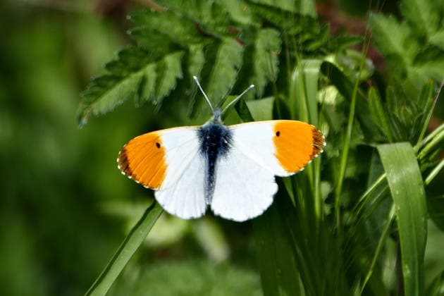 Seasonal weather A orange tip butterfly on the grass in the sunshine., Credit:Geoffrey Swaine Avalon UK, Berkshire, Clayfield Copse  Copyright: xGeoffreyxSwainex xAvalonx 1092467540