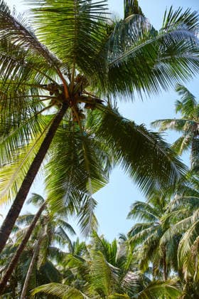 Vibrant image of a lush palm tree with a healthy palm tree canopy beyond. (License=RF)  Copyright: xZoonar.com KasperxRavlox 18558042