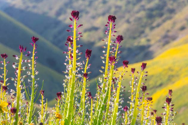 Creative Highlights World Schöne Wildblumen auf einer grünen Wiese in der Sommersaison. Natürlicher Hintergrund. Beautiful wildflowers on a green meadow in summer season. Natural background. (License=RF) Copyright: xZoonar.com GalynaxAndrushkox 24858993