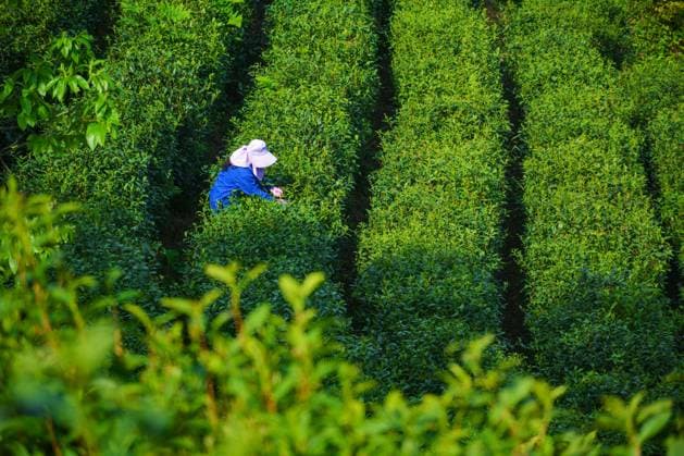 Ecological Tea Plantation Picking ANQING, CHINA - APRIL 20, 2026 - A tea farmer is picking tea in Qianfota Village, Yuexi County, Anqing City, Anhui Province, China on April 20, 2026, Anqing Anhui China  Copyright: xCFOTOx i1776682561492
