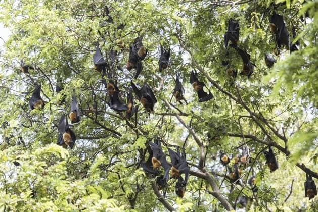 Wilde Fledermäuse im Park am Wat Pho Bang Khla in der Nähe der Stadt Müang Chachoengsao in der Provinz Chachoengsao in Thailand. Thailand, Chachoengsao, 4. November 2023 Wild Bats in the Park at Wat Pho Bang Khla near city Mueang Chachoengsao City in Province of Chachoengsao in Thailand. Thailand, Chachoengsao, November, 4, 2023 Copyright: imageBROKER URS ibxiqx17086039.jpg