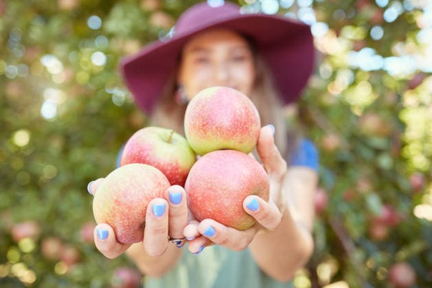 Closeup of a female holding apples outside on a farmer. Woman selling fruit at a market in town. Autumn harvest at an agriculture festival. Eco friendly products in a warm atmosphere (License=RF) ,model released, Symbolfoto  Copyright: xZoonar.com KasperxRavlox 18821468 ,model released, Symbolfoto ,property released