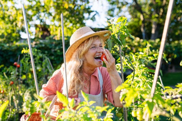 Smiling elderly gardener harvesting fresh tomato in garden. Smiling elderly gardener harvesting fresh tomato in garden, holding fresh produce. model released