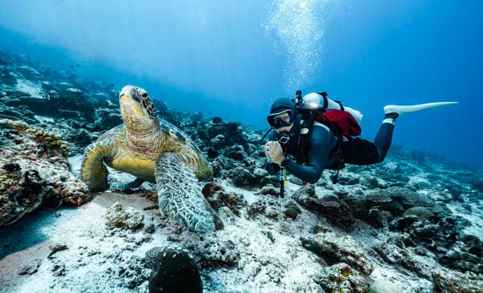 Diver posing with sea turtle in the southern Maldives Addu City, Addu City, Maldives CR_THHE260416B-1979394-01 ,model released, Symbolfoto