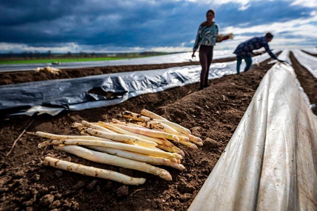 Harvesting of asparagus on a field of the Czech Asparagus (Cesky chrest) company, in Hostin u Vojkovic, Czech Republic, on April 20, 2026. (CTKxPhoto VitxSimanek) CTKPhotoP2026042002647  CTKPhotoP2026042002647
