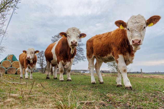 15.04.2026 - Rinder auf einer Weide Jatznick Mecklenburg-Vorpommern Deutschland *** 15 04 2026 Cattle on a pasture Jatznick Mecklenburg Vorpommern Germany