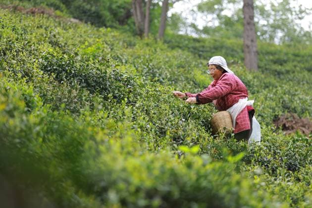 (260420) -- BEIJING, April 20, 2026 -- A farmer picks tea leaves on a tea mountain in Haojiachong Village of Hegang Town, Xinyang City of central China s Henan Province, April 20, 2026. (Photo by Xinhua) CHINA-TEA-HARVEST (CN) NiexPin 
