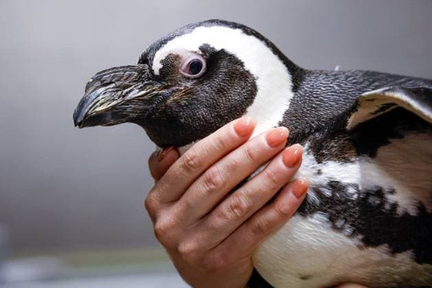 Entertainment Bilder des Tages #2 April 20, 2026, Tampa, Florida, USA: Maegan Gentry, a senior biologist, holds Pebbles, an African penguin, inside the anteroom at The Florida Aquarium on Monday, April 20, 2026, in Tampa. Tampa USA  - ZUMAs70_ 20260420_zan_s70_052 Copyright: xJeffereexWoox
