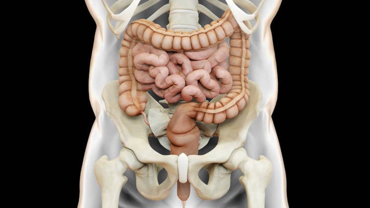 Human Digestive System Anatomy 3D Illustration Concept of Human Digestive System Anatomy (License=RF) Copyright: xZoonar.com TIGULLAxVIJAYAxCHANDARx 24872530