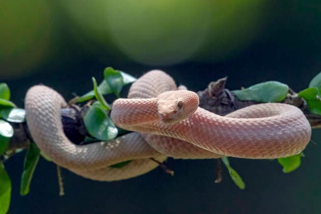 Albino Mangrove Pit Viper curling up among the dense leaves Jakarta, Jakarta, Indonesia CR_DIOE260415-1999500-01