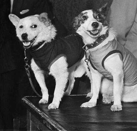 Moscow, USSR. Soviet space dogs Belka and Strelka pose for a photo. Belka and Strelka spent a day in space aboard Sputnik-5 spacecraft and were the first Earth-born creatures to go into orbit and return alive on August 19, 1960. Sergei Preobrazhensky, Nikolai Sitnikov TASS  32395707