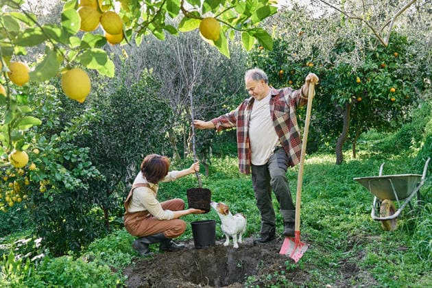 Couple planting young tree together in green home garden outdoors model released, Symbolfoto property released, CATF00901