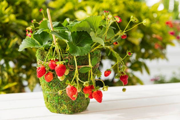 Ripe strawberries growing in mossy pot for urban balcony gardening property released, GWF08474