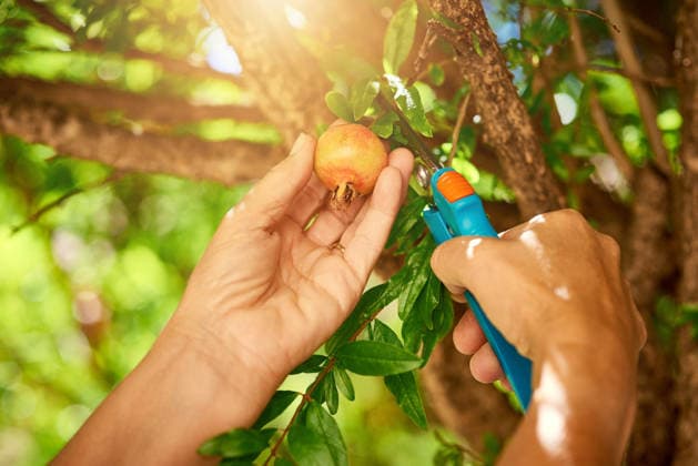 Pomegranates ripe for the picking. a woman picking pomegranates from a tree (License=RF) ,model released, Symbolfoto  Copyright: xZoonar.com KasperxRavlox 19015098 ,model released, Symbolfoto ,property released