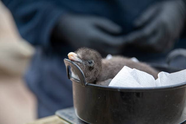 VIDEO: Adorable penguin chicks no bigger than a KIWI fruit hatch at zoo Story from Jam Press (Kiwi Penguins Born) Pictured: One of the baby Northern rockhopper penguin chicks. VIDEO: Adorable penguin chicks no bigger than a KIWI fruit hatch at zoo Two adorable penguin chicks weighing no more than a kiwi have been born at Edinburgh zoo. The tiny newcomers tipped the scales at just 63g and 95g, instantly melting the hearts of keepers with their contrasting personalities. Born to parents Bruce and Pinhead, and Wesley and Penny, the Northern rockhopper chicks hatched in time for World Penguin Day (25 April). The fluffy pair are being closely monitored during their first few weeks, with daily weigh-ins to ensure they stay healthy, creatorz  Copyright: xJamxPress RZSS