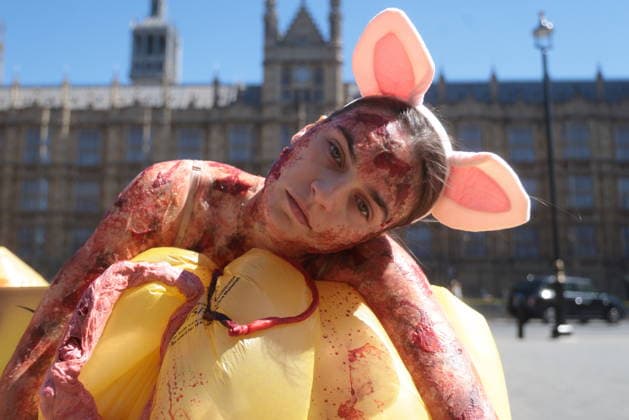 . 24 04 2026. London, United Kingdom. PETA World Day for Animals in Laboratories Protest. PETA mark World Day for Animals in Laboratories on College Green with two PETA pigs covered in bloody wounds slumped over a giant biological waste bin that reads Keir: Experiments on Animals Are Bloody Cruel. Bin them! , with entrails and clinical waste overflowing out of it, while a dog wearing forced inhalation apparatus will lie dumped in front of it.  xMartynxWheatleyx xi-Imagesx IIM-26731-0005