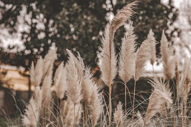 Beige pampas grass plumes swaying in a gentle breeze, soft-focus bokeh background and warm golden-hour light creating a tranquil, natural, botanical scene Pampas grass plumes swaying gently in autumn light Copyright: xx 4070