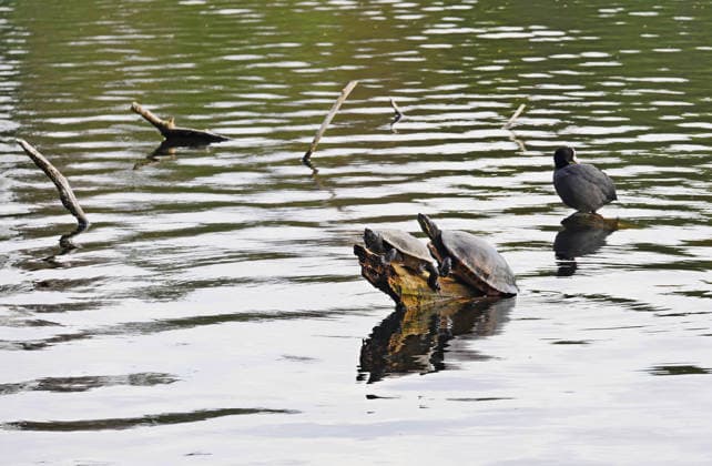 24.04.2026, Berlin - Deutschland. Volkspark Jungfernheide mit Schildkröten im Jungfernheideteich. *** 24 04 2026, Berlin Germany Volkspark Jungfernheide with turtles in the Jungfernheide pond