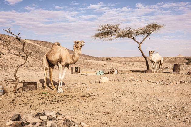Dromedary camels standing by sparse acacia trees across a dry, sunlit bedouin desert near marsa alam, egypt, evoking arid wilderness, travel and survival Camels standing in marsa alam egyptian desert landscape Copyright: xFilippoxCarlotx Egitto comm 422