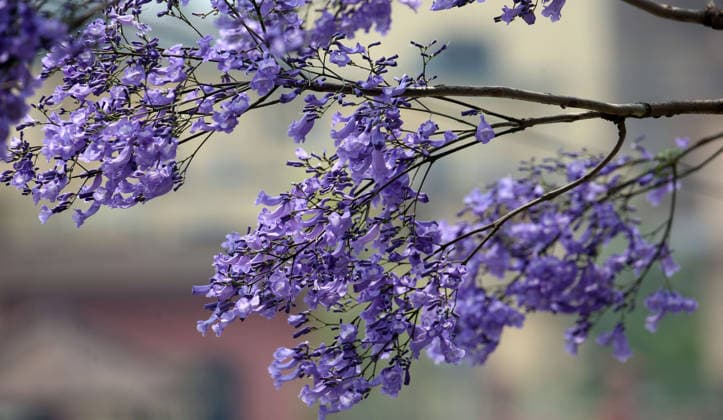 April 27, 2026, Kathmandu, Nepal: Jacaranda blossoms at a park in Kathmandu, Nepal on April 27, 2026. Kathmandu Nepal  - ZUMAs233 20260427_zap_s233_006 Copyright: xSunilxSharmax