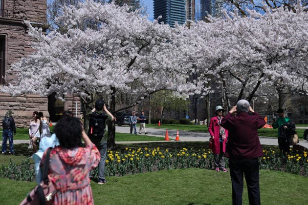Sakura Trees In Full Bloom, Toronto Canada People take photos and videos of Sakura trees in full bloom at the Legislative Assembly of Ontario in Toronto, Canada, on April 27, 2026. Toronto Canada  Copyright: xArrushxChoprax originalFilename: chopra-notitle260427_npHmV.jpg