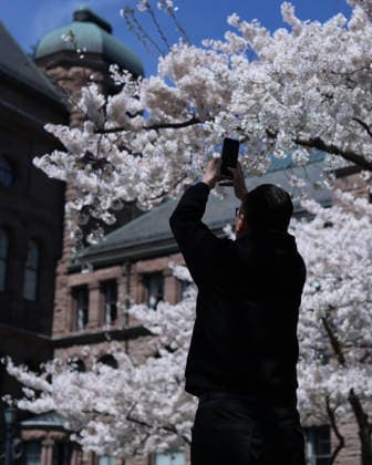 Sakura Trees In Full Bloom, Toronto Canada People take photos and videos of Sakura trees in full bloom at the Legislative Assembly of Ontario in Toronto, Canada, on April 27, 2026. Toronto Canada  Copyright: xArrushxChoprax originalFilename: chopra-notitle260427_npvWj.jpg