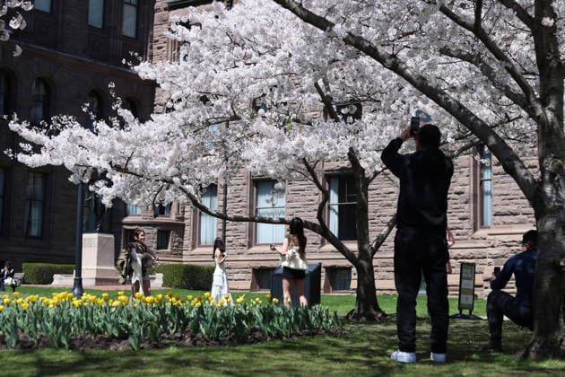 Sakura Trees In Full Bloom, Toronto Canada People take photos and videos of Sakura trees in full bloom at the Legislative Assembly of Ontario in Toronto, Canada, on April 27, 2026. Toronto Canada  Copyright: xArrushxChoprax originalFilename: chopra-notitle260427_np1ju.jpg