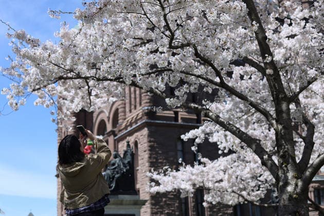 Sakura Trees In Full Bloom, Toronto Canada People take photos and videos of Sakura trees in full bloom at the Legislative Assembly of Ontario in Toronto, Canada, on April 27, 2026. Toronto Canada  Copyright: xArrushxChoprax originalFilename: chopra-notitle260427_npHIf.jpg