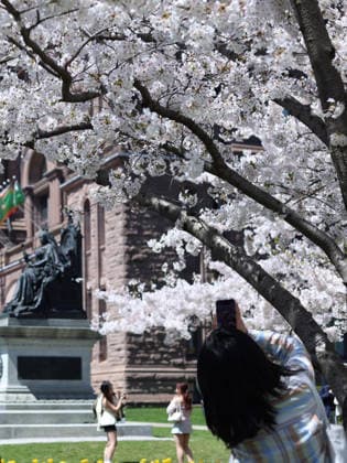 Sakura Trees In Full Bloom, Toronto Canada People take photos and videos of Sakura trees in full bloom at the Legislative Assembly of Ontario in Toronto, Canada, on April 27, 2026. Toronto Canada  Copyright: xArrushxChoprax originalFilename: chopra-notitle260427_npLDq.jpg