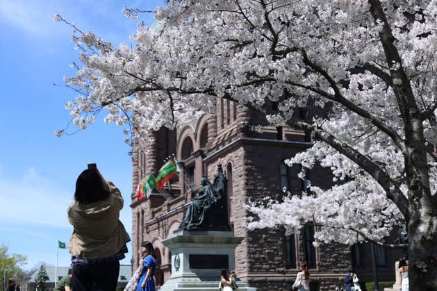 Sakura Trees In Full Bloom, Toronto Canada People take photos and videos of Sakura trees in full bloom at the Legislative Assembly of Ontario in Toronto, Canada, on April 27, 2026. Toronto Canada  Copyright: xArrushxChoprax originalFilename: chopra-notitle260427_npMrH.jpg