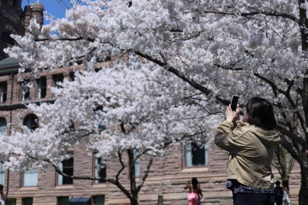 Sakura Trees In Full Bloom, Toronto Canada People take photos and videos of Sakura trees in full bloom at the Legislative Assembly of Ontario in Toronto, Canada, on April 27, 2026. Toronto Canada  Copyright: xArrushxChoprax originalFilename: chopra-notitle260427_npNQx.jpg