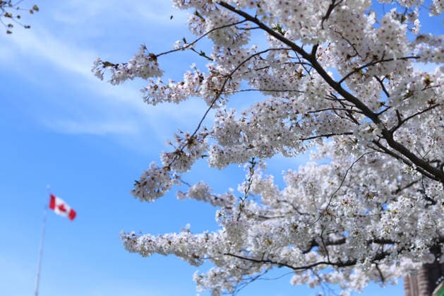 Sakura Trees In Full Bloom, Toronto Canada People take photos and videos of Sakura trees in full bloom at the Legislative Assembly of Ontario in Toronto, Canada, on April 27, 2026. Toronto Canada  Copyright: xArrushxChoprax originalFilename: chopra-notitle260427_npQb0.jpg