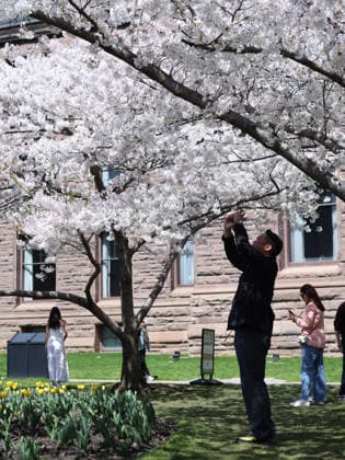 Sakura Trees In Full Bloom, Toronto Canada People take photos and videos of Sakura trees in full bloom at the Legislative Assembly of Ontario in Toronto, Canada, on April 27, 2026. Toronto Canada  Copyright: xArrushxChoprax originalFilename: chopra-notitle260427_npXe7.jpg