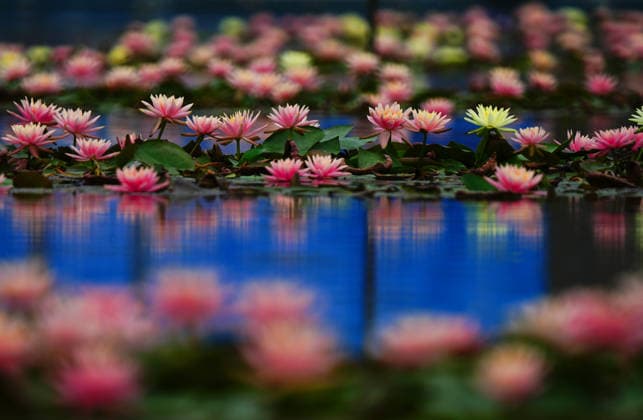 (260428) -- BEIJING, April 28, 2026 -- This photo taken on April 27, 2026 shows water lilies at the University of South China in Hengyang City, central China s Hunan Province. (Photo by Xinhua) CHINA-WATER LILY-FLOWERS (CN) CaoxZhengping 
