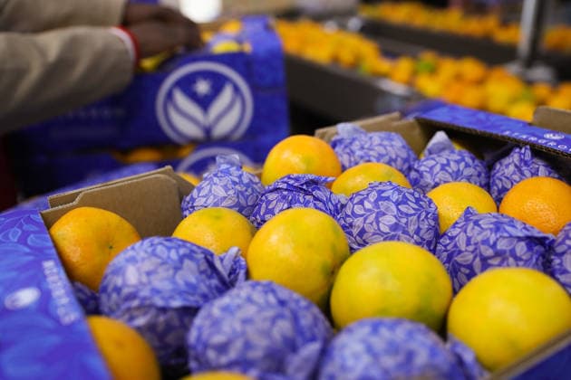News Bilder des Tages #2 (260429) -- NORTH WEST PROVINCE, April 29, 2026 -- A worker packs citrus at a factory in Brits, North West Province, South Africa, April 28, 2026. The harvest season of citrus in South Africa, a leading exporter of fresh citrus in the world, lasts from February to September. ) SOUTH AFRICA-NORTH WEST PROVINCE-CITRUS-HARVEST ChenxWei 